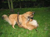 0409300038